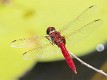 Urothemis aliena male (2 of 4)